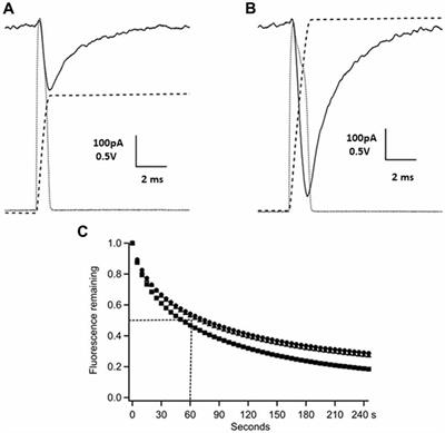 Photolysis of a Caged, Fast-Equilibrating Glutamate Receptor Antagonist, MNI-Caged γ-D-Glutamyl-Glycine, to Investigate Transmitter Dynamics and Receptor Properties at Glutamatergic Synapses